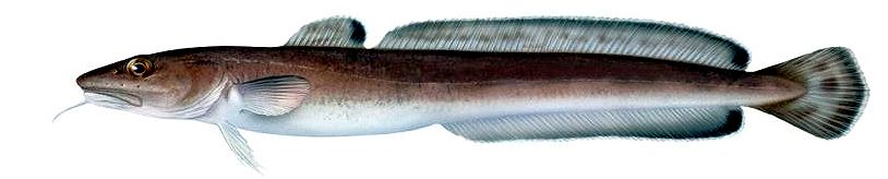 Molva molva_0499